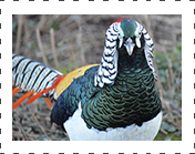 Lady Amherst's Pheasant