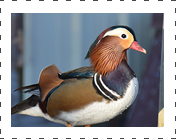 Mandarin Duck