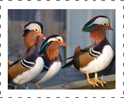 Mandarin Duck