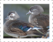 Woodduck