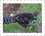 Mikado Pheasant