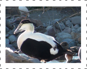 Eider Hen