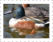 Northern Shovler Duck