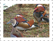 Mandarin Duck