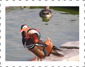 Mandarin Ducks