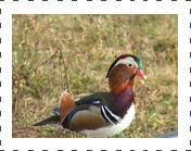 Mandarin Duck