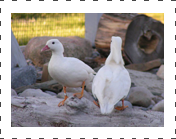 White Mandarin Duck