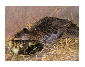 Falcated Teal Ducks