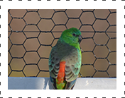 Red Rump Paraket