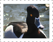 Greater Scaup