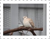 Ring Neck Dove