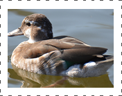 Ringteal Hen