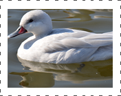 Silver Bahama Pintail Duck