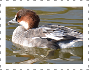 Smew hen