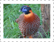 Temminck Tragopan