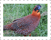 Temminck Tragopan