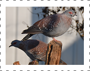  Triangular Pigeon