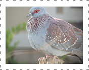 Triangular pigeon