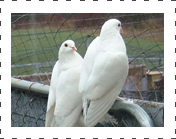 White King Pigeon