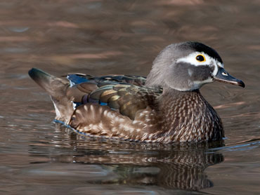 wood Duck for sale