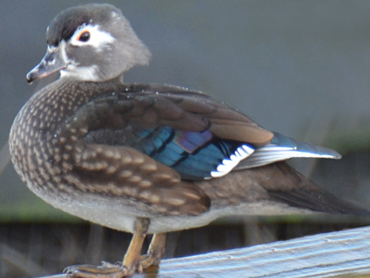 wood Duck for sale