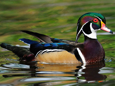 Hilltopfarms Wood Duck