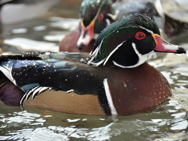 wood Duck for sale