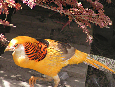 Golden Pheasant  BTO - British Trust for Ornithology