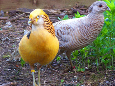 golden pheasant pictures