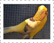 Yellow Golden Pheasant