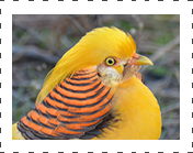 Yellow golden Pheasant