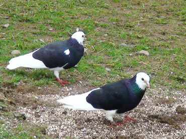 roller pigeons flying