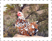 Pekin Bantam