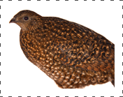 female Satyr Tragopan