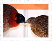 Satyr Tragopan