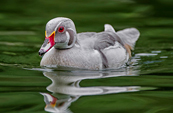silver wood duck