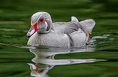 silver wood duck