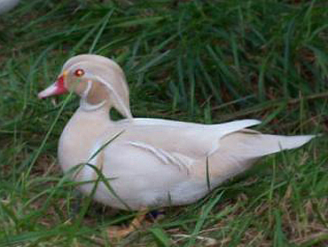 wood Duck for sale